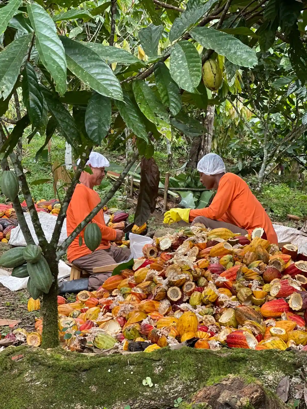 Brazil Harvest Picture